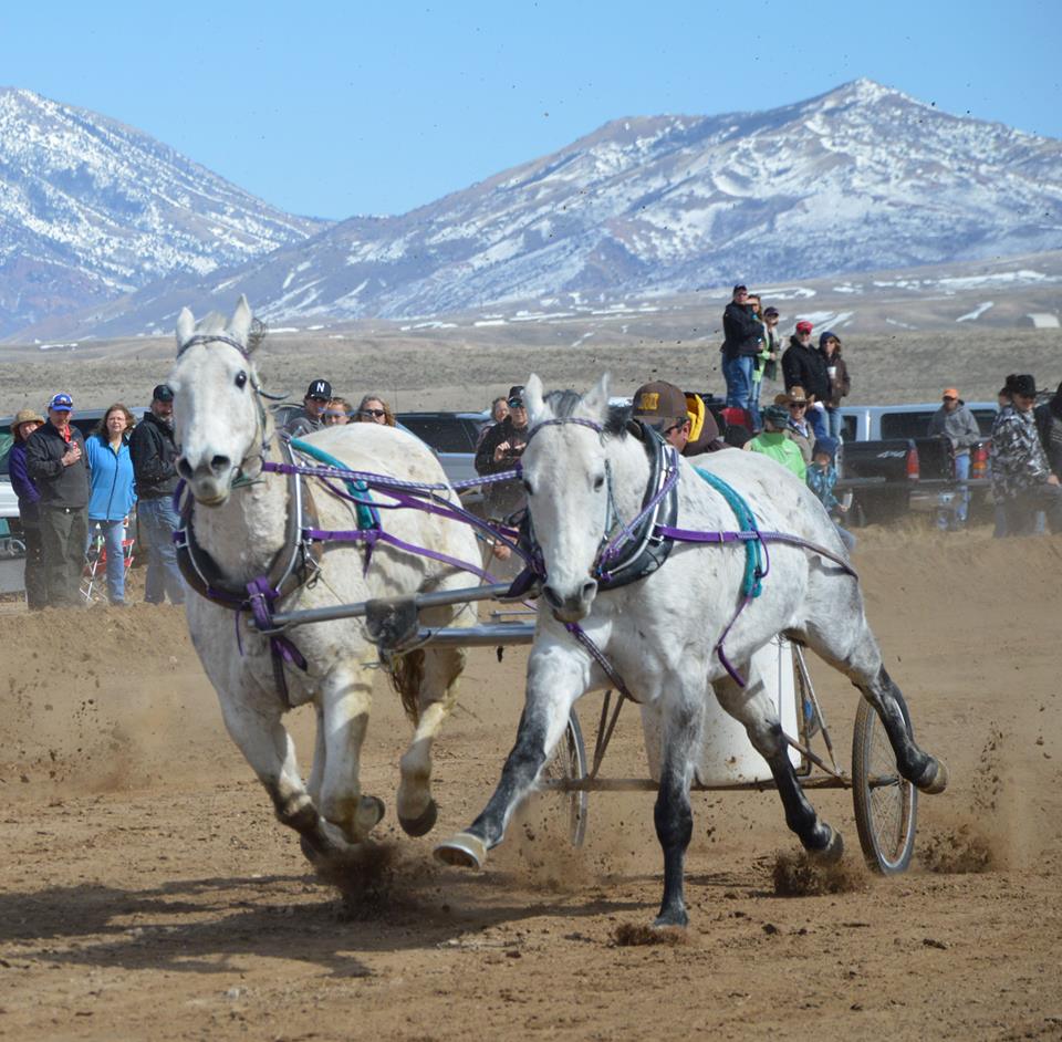 horses chariot