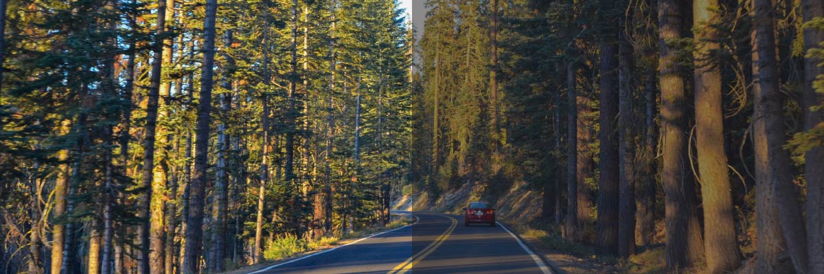 A car drives along a narrow road winding through a dense forest of towering redwood trees, surrounded by lush greenery and dappled sunlight filtering through the canopy