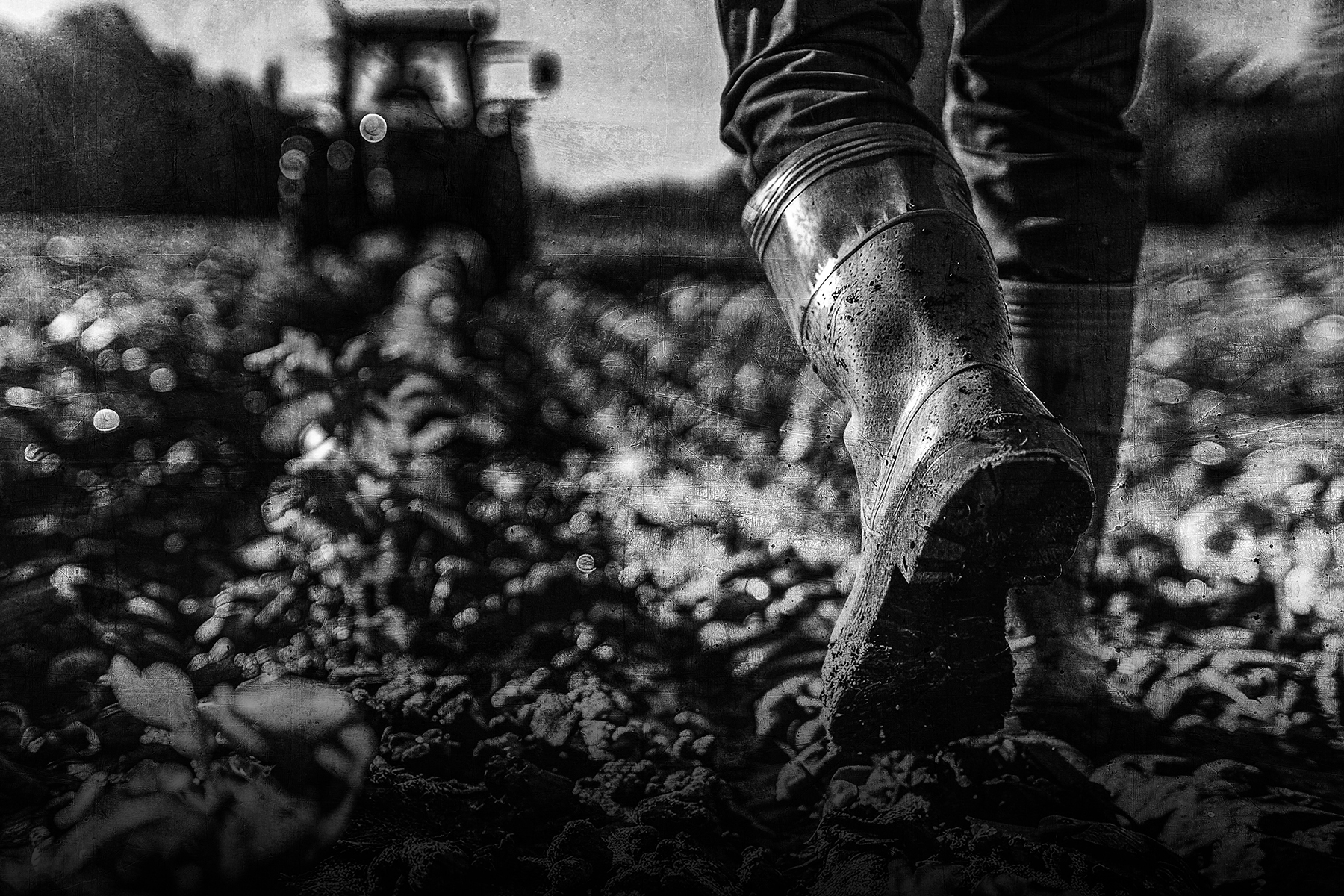 Close-up of a farmer's muddy boots walking through a crop field with a tractor working in the background, captured in black and white.