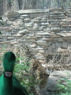 sinclair dino at utah's hogle zoo 2